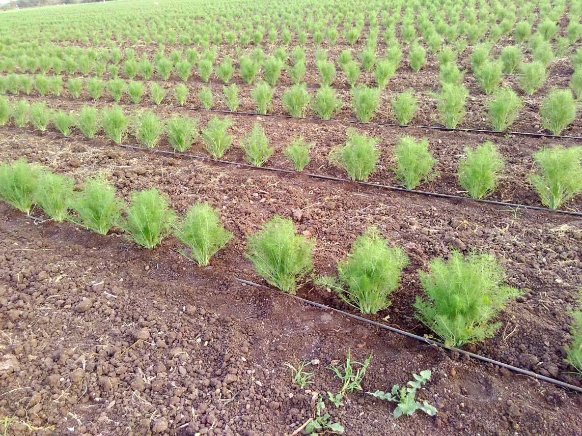 Drip Irrigation Products